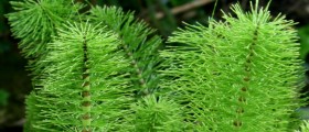 Horsetail To Help Treat Osteoporosis: What Does The Science Say?